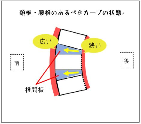 正常の腰痛にカーブ