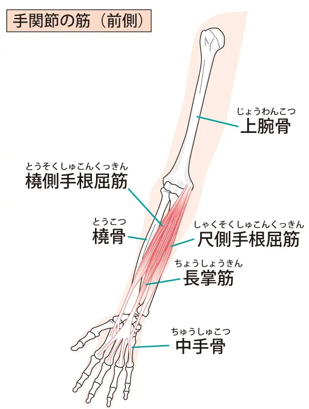 手関節